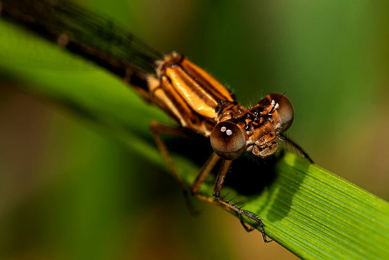 Illustration for article titled Shooting Challenge: Bugs 3